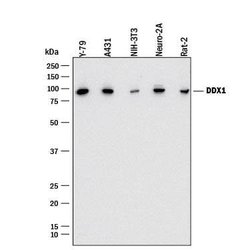 Human/Mouse/Rat DDX1 Antibody, R D Systems 25&mu;g:Antibodies, Monoclonal