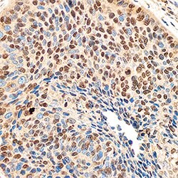 Human DEK Antibody, R D Systems 100ug; Unlabeled:Antibodies, Monoclonal