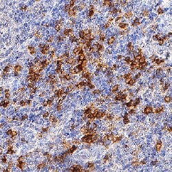 Human DLEC/CLEC4C/BDCA-2 Antibody, R D Systems:Antibodies:Primary Antibodies