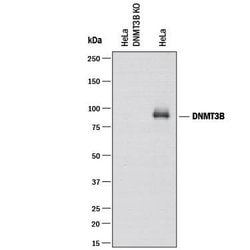 Human DNMT3B Antibody, R D Systems 25&mu;g; Unlabeled:Antibodies, Polyclonal