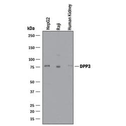 Human DPP3 Antibody, R D Systems DPP3 Antibody; Unconjugated; 25 &mu;g:Antibodies,