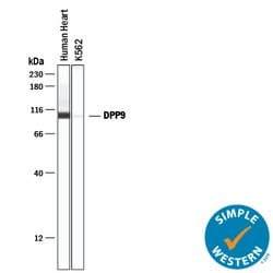 Human DPP9 Antibody, R D Systems 100&mu;g:Antibodies, Monoclonal