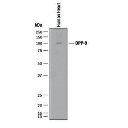 Human DPP9 Antibody, R D Systems 100&mu;g:Antibodies, Monoclonal