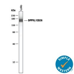 Human DPPIV/CD26 Antibody, R D Systems 25&mu;g; Unlabeled:Antibodies, Polyclonal