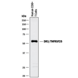 Human/Mouse DR3/TNFRSF25 Antibody, R D Systems 500&mu;g; Unlabeled:Antibodies,