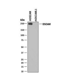 Human DSCAM Long Isoform Antibody, R D Systems 100 &mu;g | Buy Online | R&D Systems | Fisher Scientific