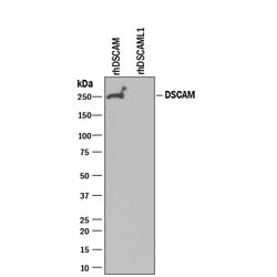 Human DSCAM Long Isoform Antibody, R D Systems 25&mu;g; Unlabeled:Antibodies,