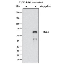 Human DUX4/DUX4c Antibody, R D Systems:Antibodies:Primary Antibodies