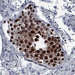 Human DUX4 Antibody, R D Systems 100ug; Unlabeled:Antibodies, Monoclonal