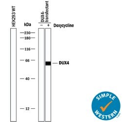 Human DUX4 Antibody, R D Systems 100ug; Unlabeled:Antibodies, Monoclonal
