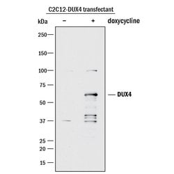 Human DUX4 Antibody, R D Systems 100ug; Unlabeled:Antibodies, Monoclonal