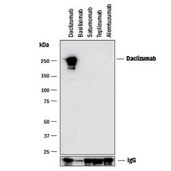 Anti- Daclizumab (Anti-Idiotype) Antibody, R D Systems 25 &mu;g; Unconjugated:Antibodies,