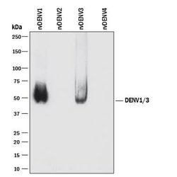 Viral Dengue Virus 1/3 NS1 Antibody, R D Systems 100ug; Unlabeled:Antibodies,