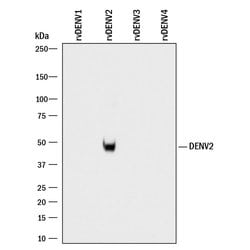 Viral Dengue Virus 2 NS1 Antibody, R D Systems 100ug; Unlabeled:Antibodies,