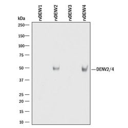 Viral Dengue Virus 2/4 NS1 Antibody, R D Systems:Antikörper:Primärantikörper