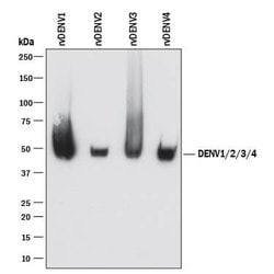 Viral Dengue Virus NS1 Antibody, R D Systems:Antibodies:Primary Antibodies