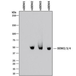 Viral Dengue Virus NS1 Antibody, R D Systems 100&mu;g:Antibodies, Monoclonal