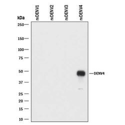 Viral Dengue Virus 4 NS1 Antibody, R D Systems 25 &mu;g; Unlabeled:Antibodies,