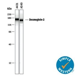 Human Desmoglein-2 Antibody, R D Systems 25&mu;g; Unlabeled:Antibodies,