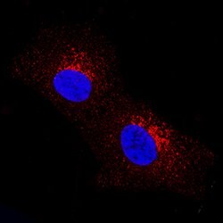 Human Dkk-2 Antibody, R D Systems:Antibodies:Primary Antibodies