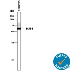 Human ECM1 Antibody, R D Systems 100&mu;g; Unlabeled:Antibodies, Polyclonal