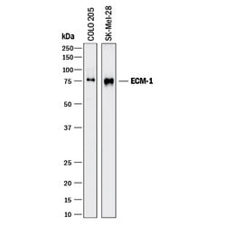 Human ECM1 Antibody, R D Systems 100&mu;g; Unlabeled:Antibodies, Polyclonal