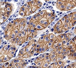 Human/Mouse E-Cadherin Antibody, R D Systems 100&mu;g; Unlabeled:Antibodies,