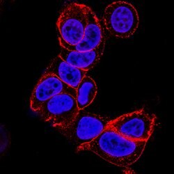 Human E-Cadherin Antibody, R D Systems 100ug; Unlabeled:Antibodies, Monoclonal