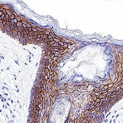 Human E-Cadherin Antibody, R D Systems 100ug; Unlabeled:Antibodies, Monoclonal