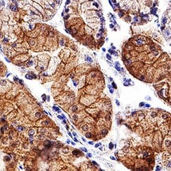 Human E-Cadherin Antibody, R D Systems 100ug; Unlabeled:Antibodies, Monoclonal