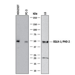Human/Rat EGLN1/PHD2 Antibody, R D Systems EGLN1/PHD2 Antibody; Unconjugated;