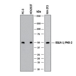 Human/Mouse EGLN1/PHD2 Antibody, R D Systems 100 &mu;g; Unconjugated:Antibodies,