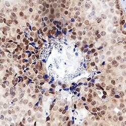 Human ER alpha/NR3A1 Antibody, R D Systems ER alpha/NR3A1 Antibody; Unconjugated;