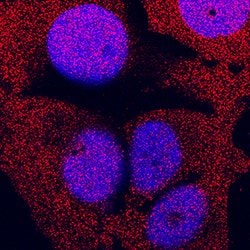 Human ERK1 Antibody, R D Systems 25&mu;g; Unlabeled:Antibodies, Monoclonal