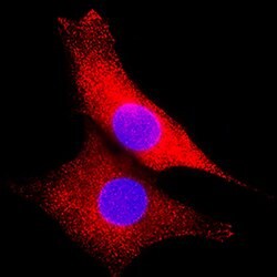 Human/Mouse/Rat ERK2 Antibody, R D Systems 100ug; Unlabeled:Antibodies,