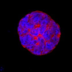 Mouse ESGP Antibody, R D Systems 25&mu;g; Unlabeled:Antibodies, Polyclonal