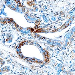 Human Endophilin B1/Bif-1 Antibody, R D Systems 25 &mu;g | Buy Online | R&D Systems | Fisher Scientific