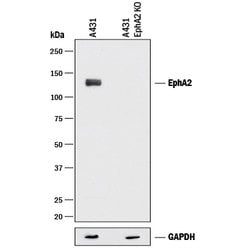 Human EphA2 Antibody, R D Systems 100&mu;g; Unlabeled:Antibodies, Polyclonal