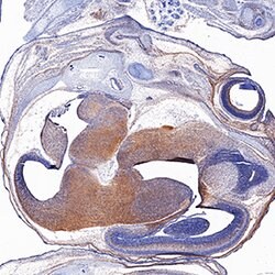 Human/Mouse EphB2 Antibody, R D Systems 25&mu;g; Unlabeled:Antibodies,