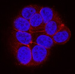 Human Ephrin-A4 Antibody, R D Systems 100&mu;g; Unlabeled:Antibodies, Polyclonal