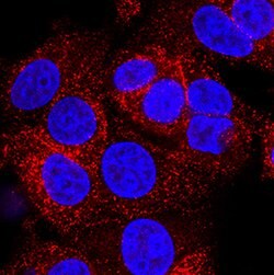 Human Ephrin-A4 Antibody, R D Systems 25&mu;g:Antibodies, Monoclonal
