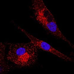 Human Ephrin-A4 Antibody, R D Systems 25&mu;g:Antibodies, Monoclonal