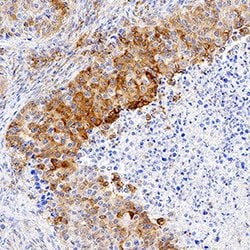 Human Ephrin-A4 Antibody, R D Systems 25&mu;g:Antibodies, Monoclonal