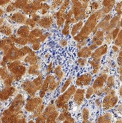 Human Erythropoietin/EPO Antibody, R D Systems 25 &mu;g; Unconjugated:Antibodies,