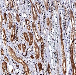 Human Erythropoietin/EPO Antibody, R D Systems 1 mg | Buy Online | R&D Systems | Fisher Scientific