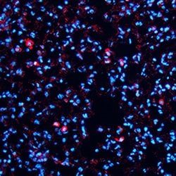 Mouse F4/80 Antibody, R D Systems 25&mu;g; Unlabeled:Antibodies, Monoclonal