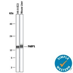 Human/Mouse/Rat FABP1/L-FABP Antibody, R D Systems 100&mu;g; Unlabeled:Antibodies,