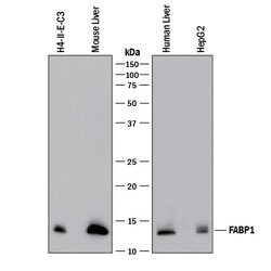 Human/Mouse/Rat FABP1/L-FABP Antibody, R D Systems 100&mu;g; Unlabeled:Antibodies,