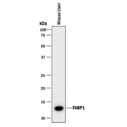 Mouse/Rat FABP1/L-FABP Antibody, R D Systems 25&mu;g; Unlabeled:Antikörper