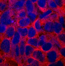 Human FABP1/L-FABP Antibody, R D Systems:Antibodies:Primary Antibodies